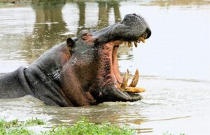 Pic of the week : Hippo by Stephen Raffay