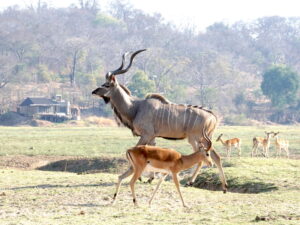 Puku Ridge Camp
