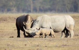 Exclusive Honeymoon in South Africa – 12 Days
