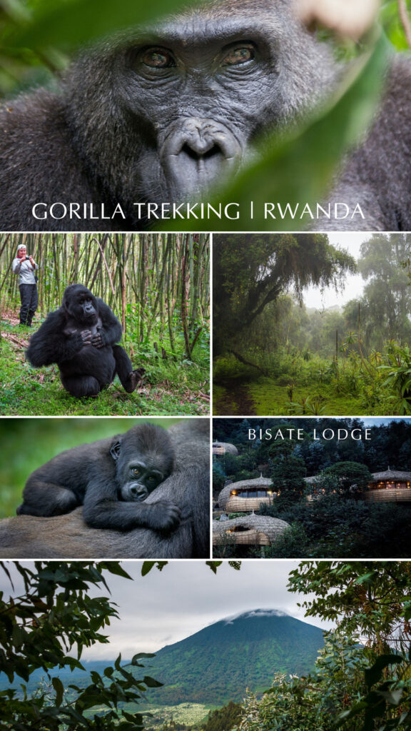 Gorilla trekking in Rwanda