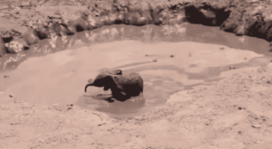 Baby Elephant Rescued from Muddy Pond