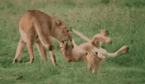 Born Wild: The First Days of a Lion Cubs Life