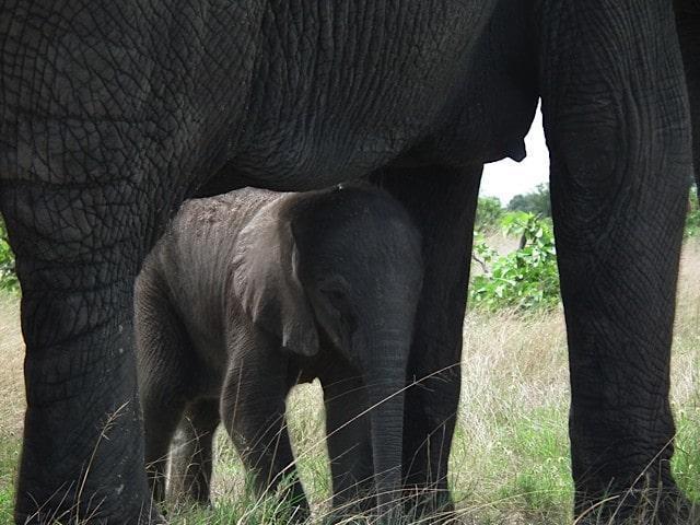 Warona - Elephant Calf