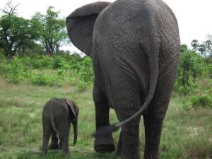 Abu Camp welcomes Elephant Baby Girl