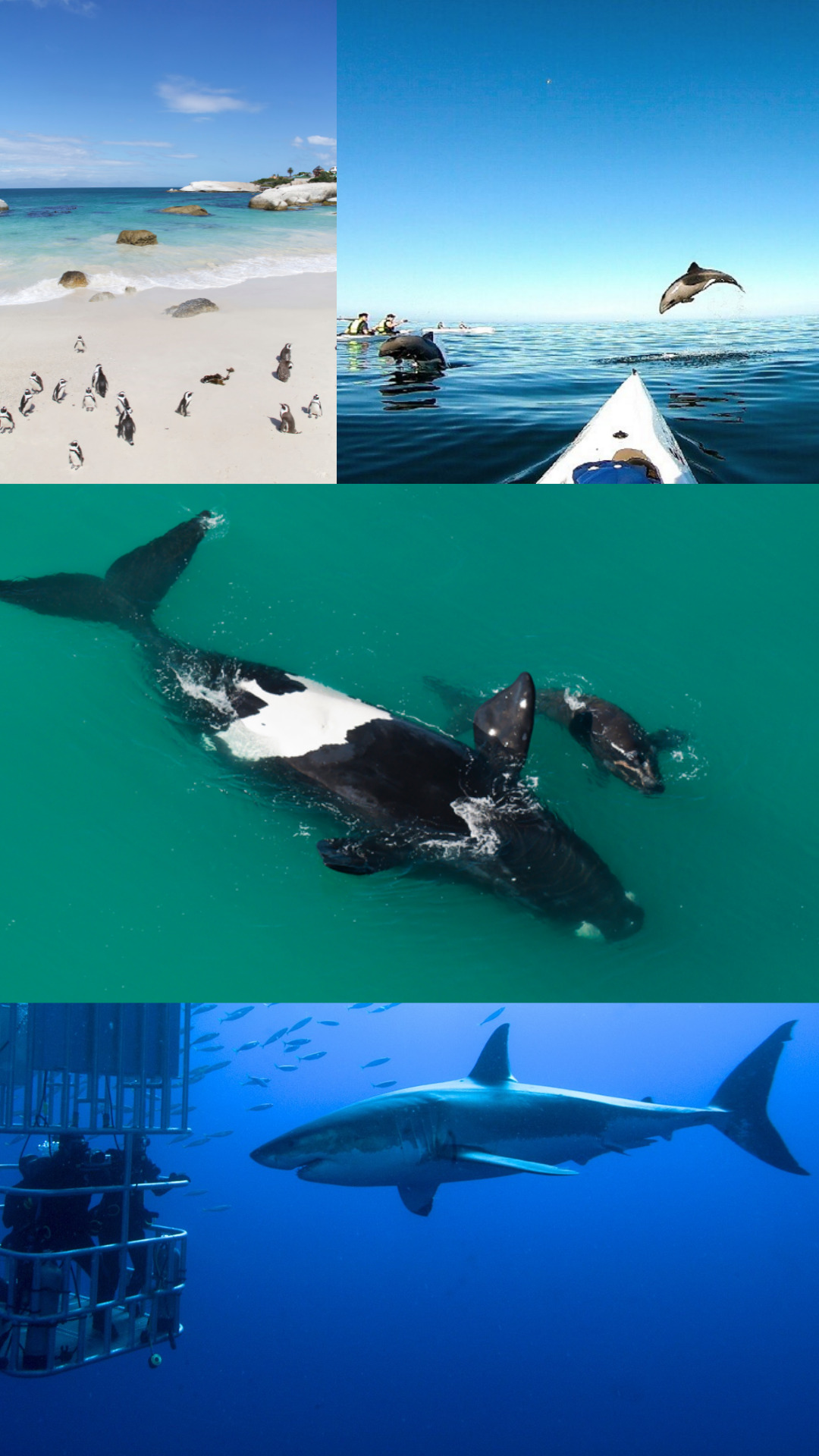 South Africa - Cape Town - Marine Five: sharks, Great White Shark, whales, penguins, seals and dolphins