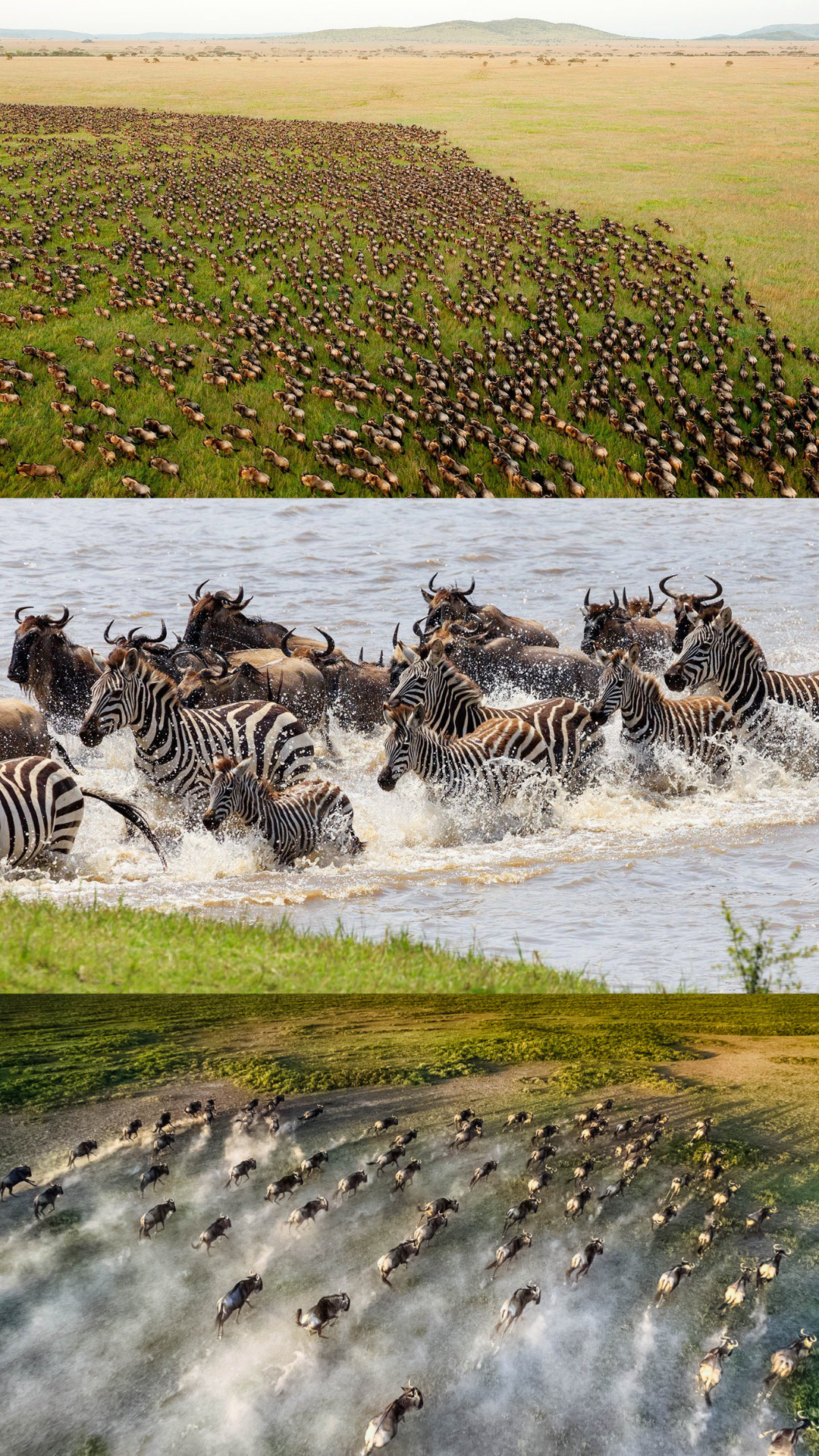 Tanzania - Great Migration - Serengeti - wildebeest and zebra