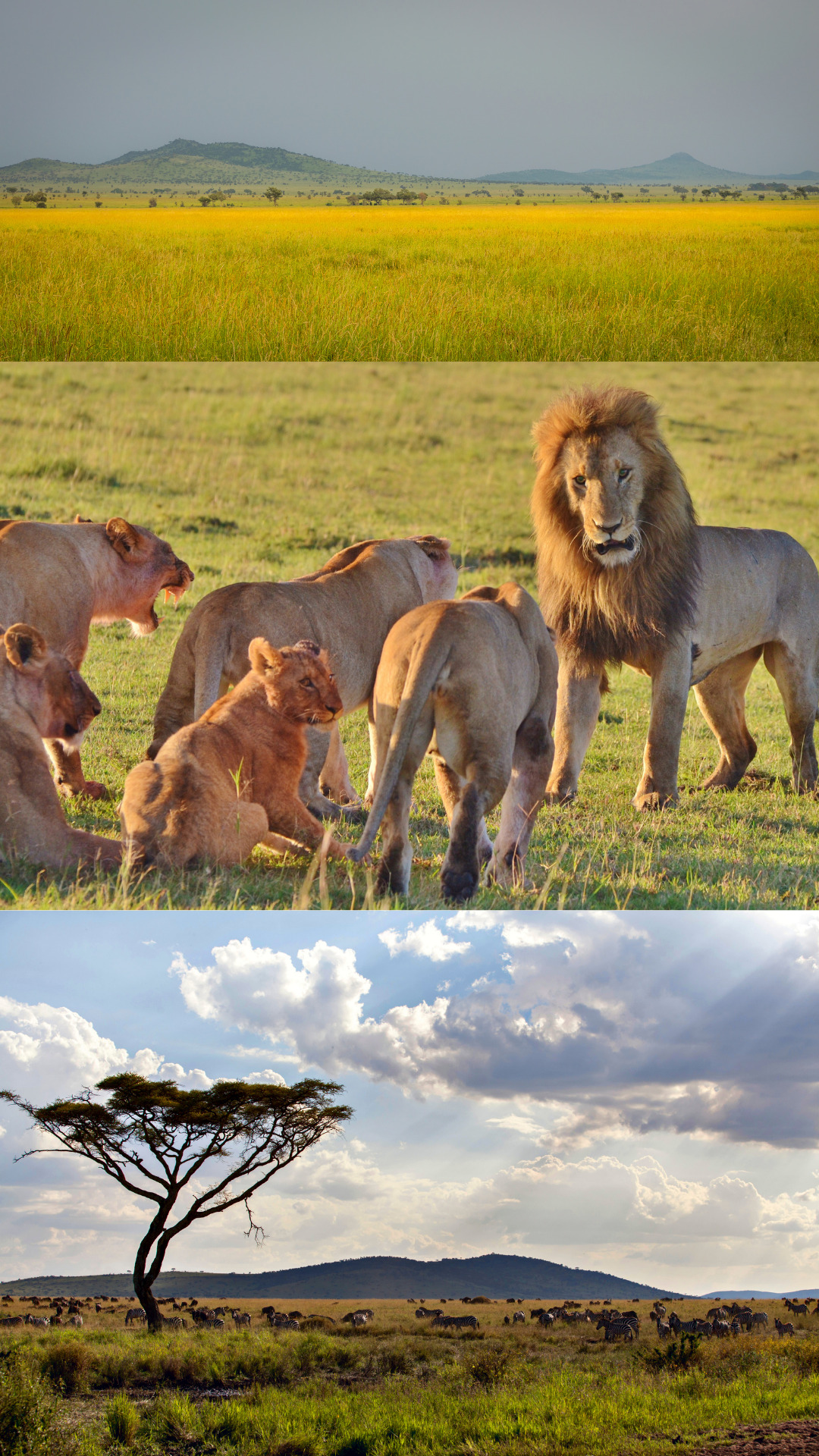 Tanzania - The Serengeti - African Safaris