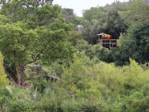 Londolozi Tree Camp