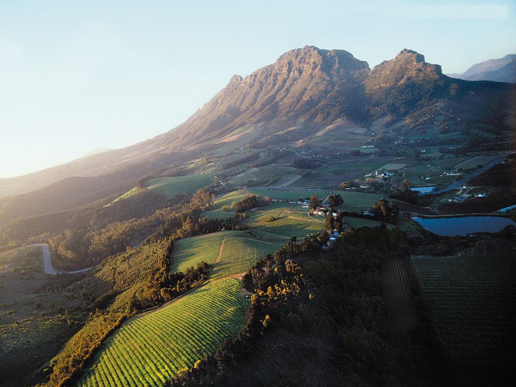 Warwick wine estate