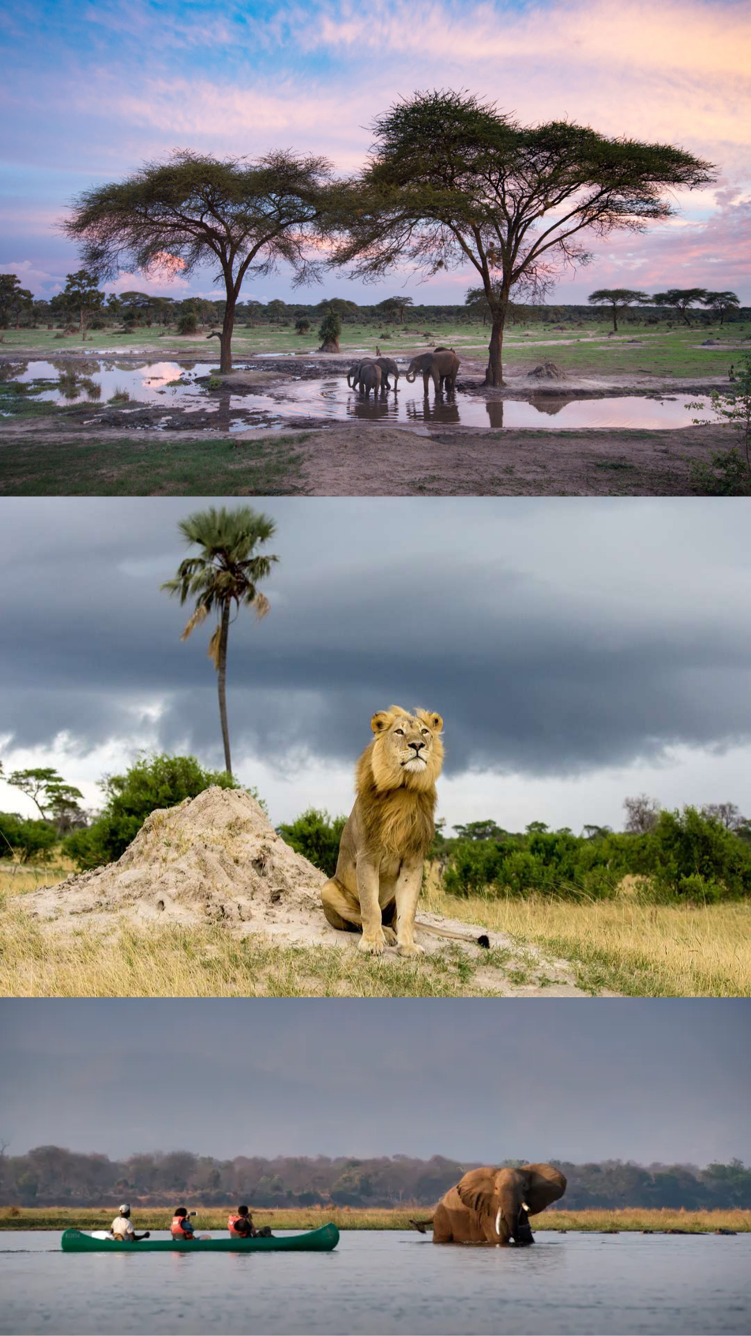 Zimbabwe - Hwange and Mana Pools - elephants, lion, kayaking with elephants