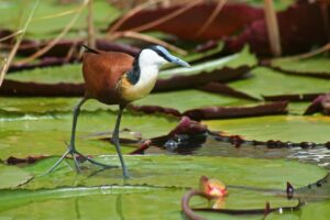 Birders vs non-birders on safari