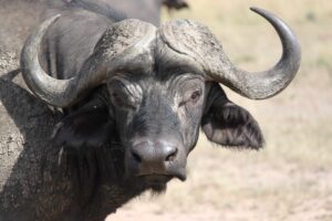Wildlife pic of the week: The African Buffalo