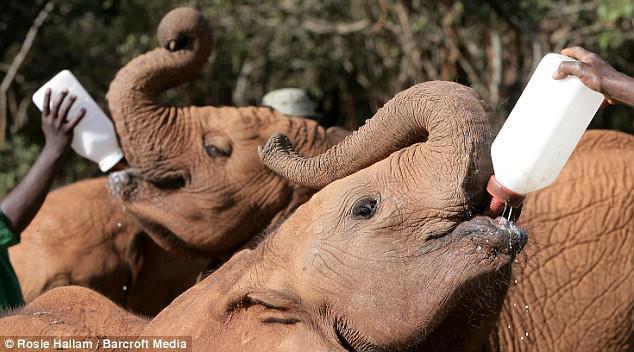 Feeding time at the sanctuary
