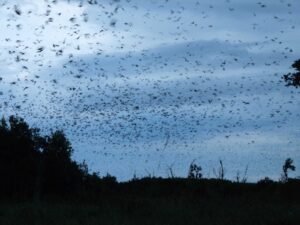 Zambia’s Great Bat Migration