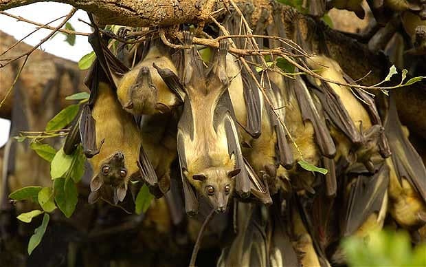 Fruit bats roosting.