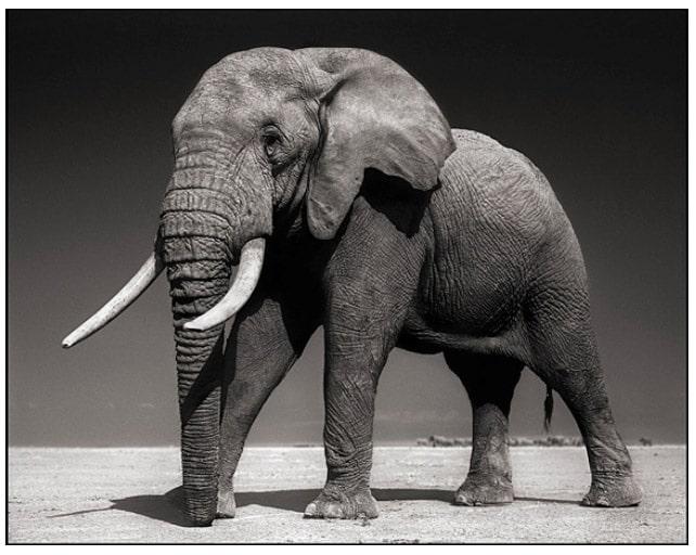 nickbrandt-elephant