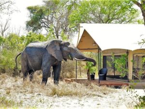 Honeyguide Khoka Moya Tented Camp