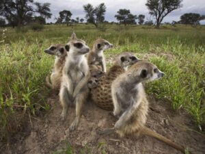Meerkats: Africa’s Comedians