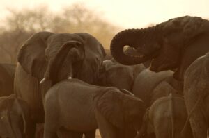 Mums the Word: Matriarchs in African Animal Society