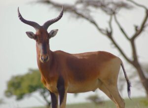 Red Hartebeest collides with mountain biker