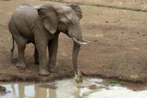 Elephant’s Trunk Bitten by Crocodile while Drinking
