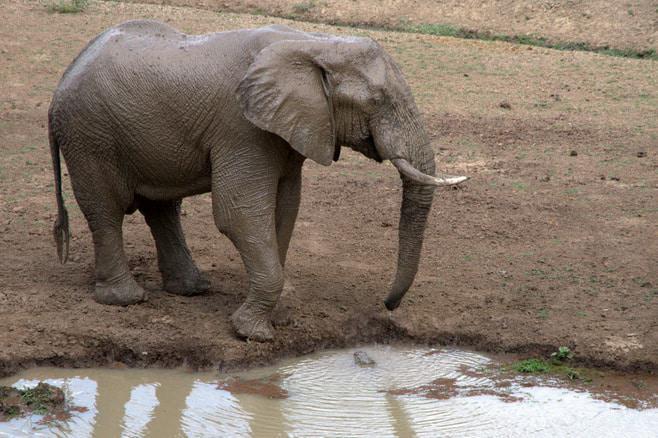 ian_salisbury_elephant_zambia_1