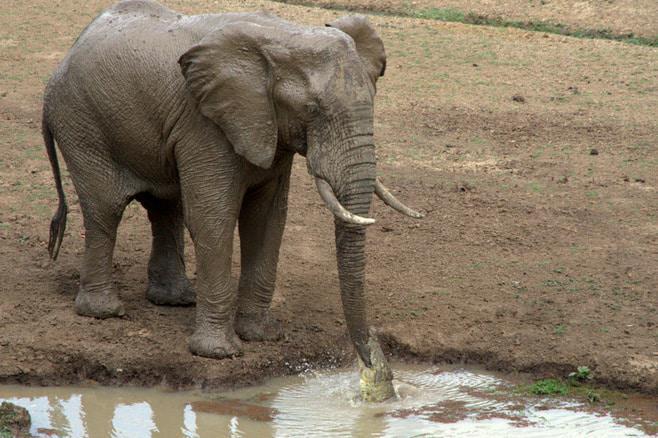 ian_salisbury_elephant_zambia_2