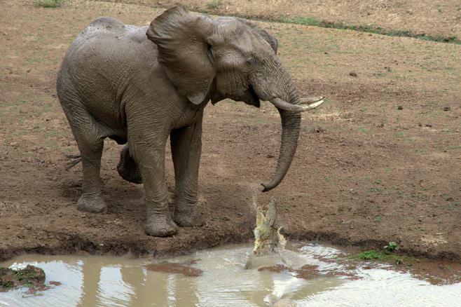 ian_salisbury_elephant_zambia_4