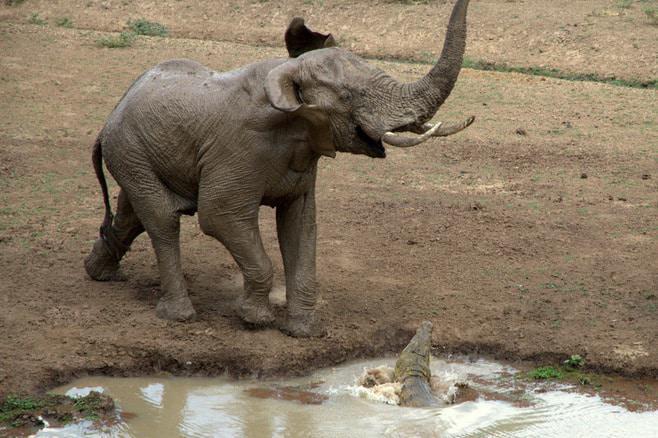 ian_salisbury_elephant_zambia_7