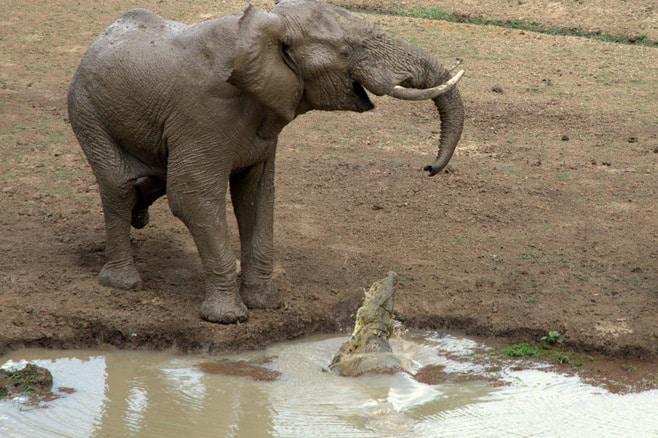 ian_salisbury_elephant_zambia_5