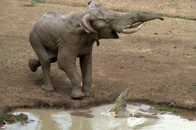 ian_salisbury_elephant_zambia_6