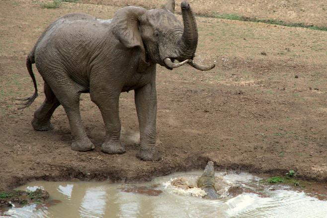 ian_salisbury_elephant_zambia_8