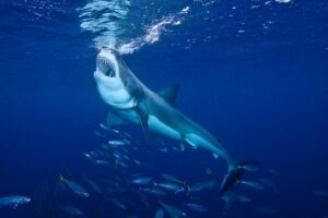 Adrenalin Rush: Shark Cage Diving – Cape Town