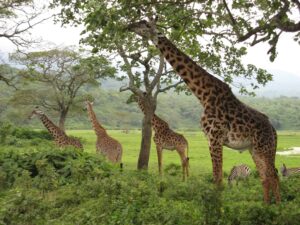 Acacias v Giraffes – a Uniquely African Tussle