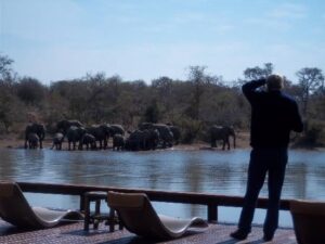 Gomo Gomo & Elephant Plains Feedback