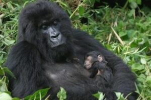 Uganda’s Gorilla’s & Safari – 10 Days