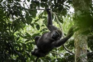 Gorilla Trekking & Kenya Safari