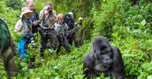Gorilla trekking in UGANDA – what you need to know