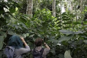 Gorilla trekking in the time of Covid: What’s changed?