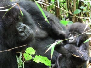 The African Trip of a Lifetime