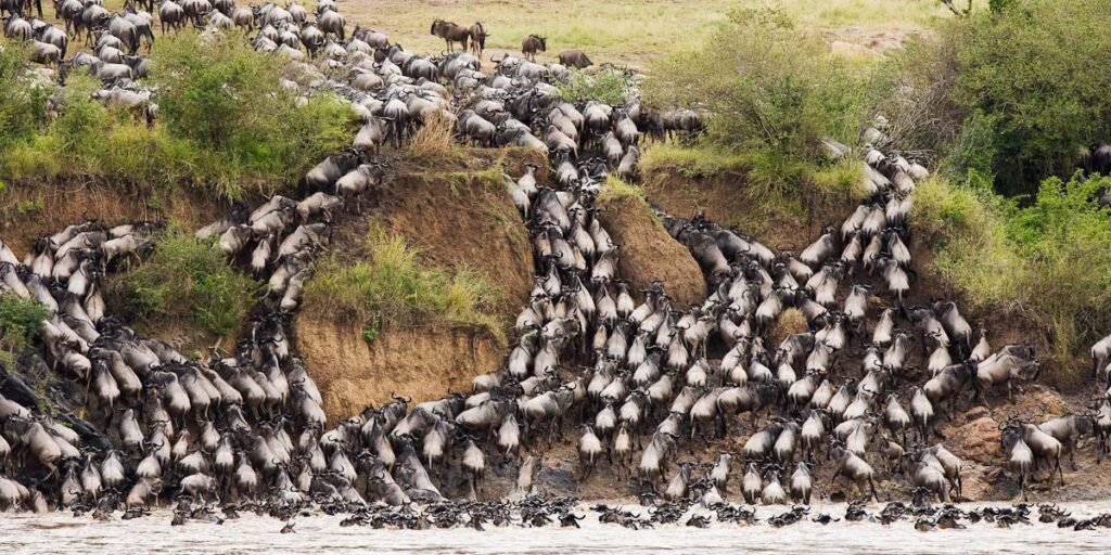Blue Wildebeest (Connochaetes taurinus)