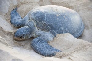 Madagascar and the Green Turtles