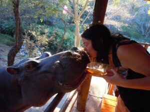 Photo of the Week:  Tame Hippos on Safari