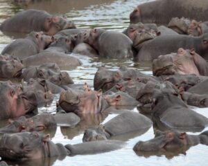 Kate Humble Visits South Luangwa National Park
