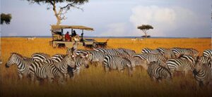 African Safari