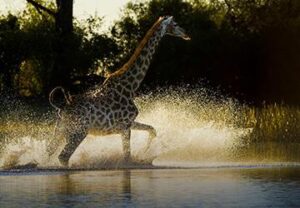 African Safari