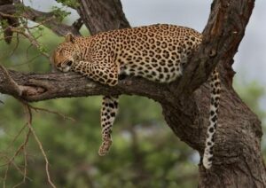 Luxury Big Five Safari – 8 Days