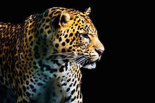 Exclusive Cape Town &  Big 5 Safari – 10 Days