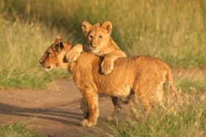 Luxury South Africa – 12 Days