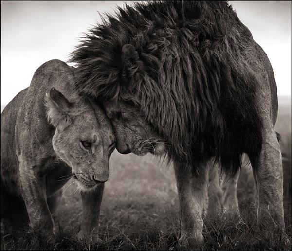 lionaffection-nickbrandt
